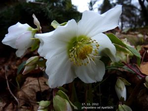 Čemeřice černá (Helleborus niger)