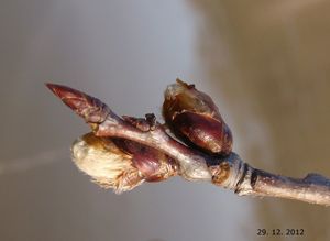 Topol osika (Populus tremula)