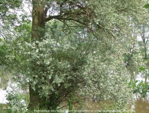 Vrba bílá (Salix alba)