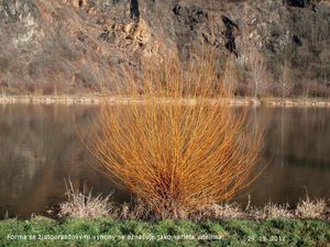 Vrba bílá (Salix alba)