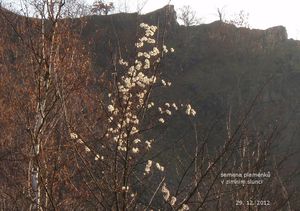 Plamének plotní (Clematis vitalba)