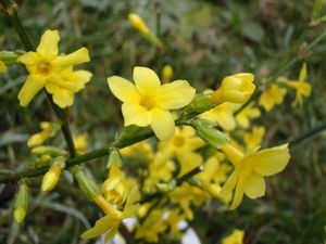 Jasmín nahokvětý (Jasminum nudiflorum)