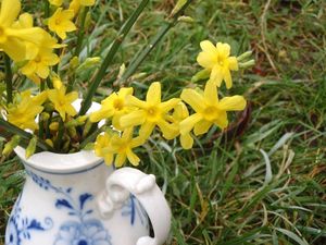 Jasmín nahokvětý (Jasminum nudiflorum)