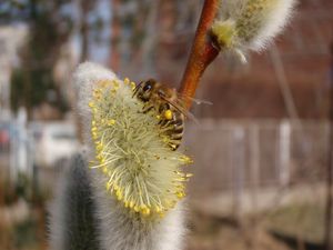 Vrba lýkovcová (Salix daphnoides Vill.)