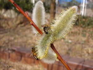 Vrba lýkovcová (Salix daphnoides Vill.)