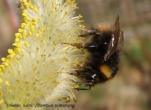 Vrba lýkovcová (Salix daphnoides Vill.)