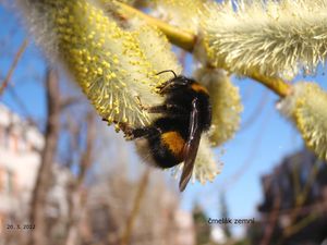 Vrba lýkovcová (Salix daphnoides Vill.)