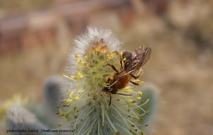 Vrba lýkovcová (Salix daphnoides Vill.)