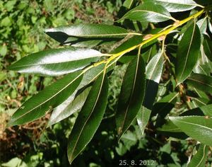 Vrba lýkovcová (Salix daphnoides Vill.)