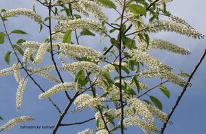 Střemcha obecná (Prunus padus)