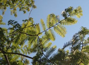 Metasekvoj čínská (Metasequoia glyptostroboides)