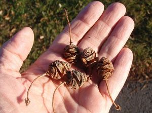 Metasekvoj čínská (Metasequoia glyptostroboides)