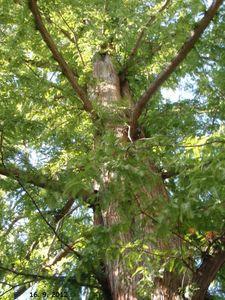 Metasekvoj čínská (Metasequoia glyptostroboides)