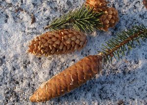 Smrk pichlavý (Picea pungens)