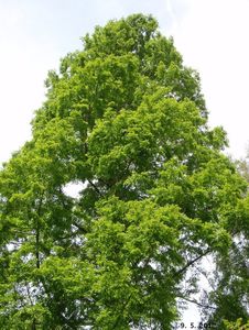 Metasekvoj čínská (Metasequoia glyptostroboides)