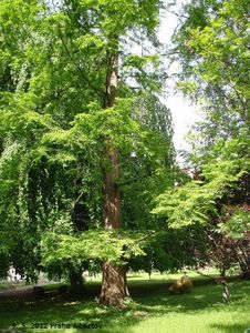Metasekvoj čínská (Metasequoia glyptostroboides)