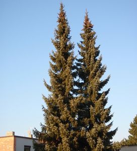 Smrk omorika (Picea omorika)