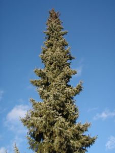 Smrk omorika (Picea omorika)