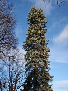 Jedle ojíněná (Abies concolor)