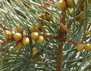 Jedle ojíněná (Abies concolor)