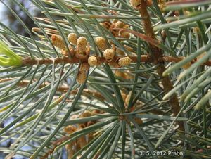 Jedle ojíněná (Abies concolor)