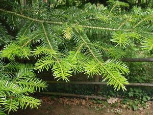 Jedle obrovská (Abies grandis)