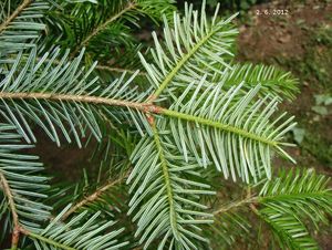 Jedle obrovská (Abies grandis)