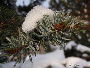 Smrk omorika (Picea omorika)