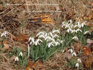 Sněženka podsněžník (Galanthus nivalis)