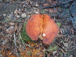 Olše lepkavá (Alnus glutinosa)