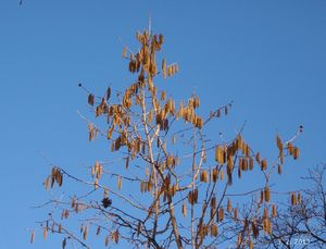 Líska turecká (Corylus colurna)