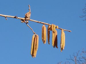 Líska turecká (Corylus colurna)