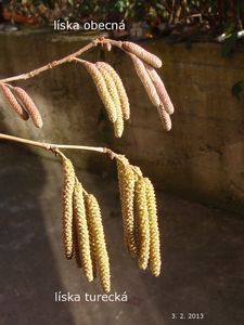 Líska turecká (Corylus colurna)