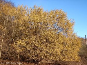 Líska obecná (Corylus avellana)