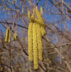 Líska obecná (Corylus avellana)