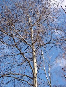 Topol osika (Populus tremula)