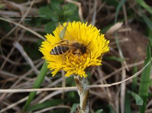 Podběl lékařský (Tussilago farfara)