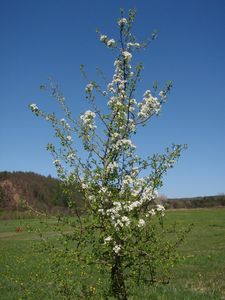 Hrušeň obecná (Pyrus communis)