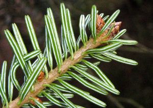 Jedle bělokorá (Abies alba)