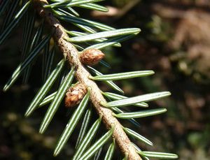 Jedle bělokorá (Abies alba)