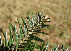 Jedle bělokorá (Abies alba)