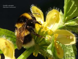 Pitulník (Galeobdolon sp.)