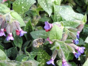 Plicník lékařský (Pulmonaria officinalis)