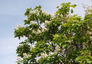 Katalpa trubačovitá (Catalpa bignonioides)