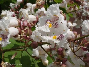 Katalpa trubačovitá (Catalpa bignonioides)