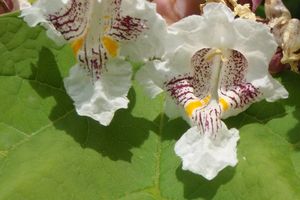 Katalpa trubačovitá (Catalpa bignonioides)