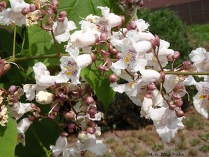 Katalpa trubačovitá (Catalpa bignonioides)