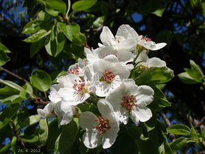 Hrušeň obecná (Pyrus communis)