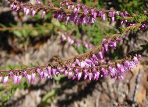 Vřes obecný (Calluna vulgaris)