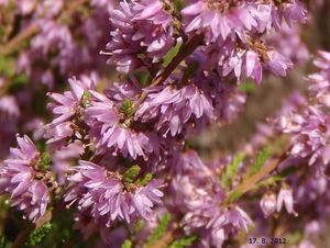 Vřes obecný (Calluna vulgaris)